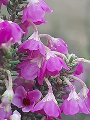 Erica passerina