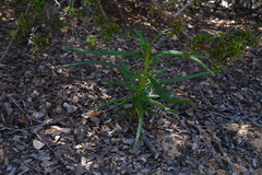 Eriodictyon altissimum