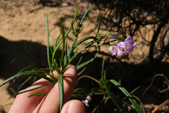 Eriodictyon altissimum