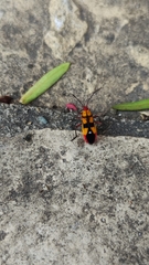 Oncopeltus guttaloides