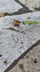 Oncopeltus guttaloides