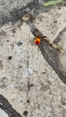 Oncopeltus guttaloides