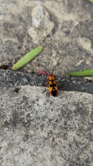 Oncopeltus guttaloides