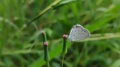 Cupido comyntas texana