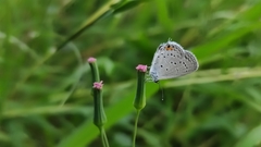 Cupido comyntas texana