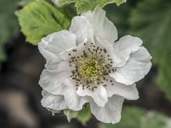 Rubus corylifolius