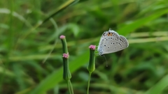 Cupido comyntas texana