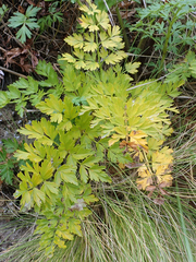 Anisotome lyallii