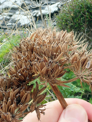 Anisotome lyallii