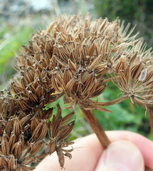 Anisotome lyallii