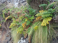 Anisotome lyallii
