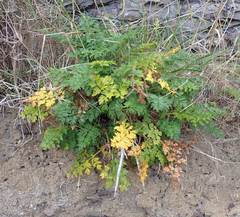 Anisotome lyallii