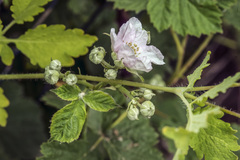 Rubus corylifolius