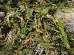 Pedinophyllum interruptum