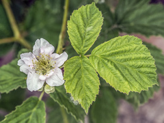 Rubus corylifolius