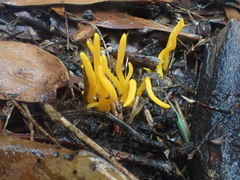 Clavulinopsis amoena