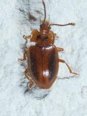 Epipocus punctatus