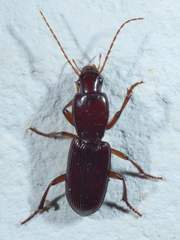 Stenomorphus