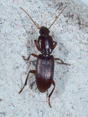 Stenomorphus