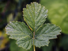 Rubus corylifolius