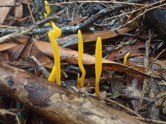 Clavulinopsis amoena