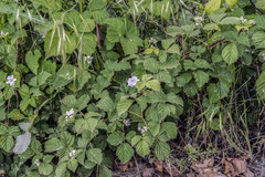 Rubus corylifolius