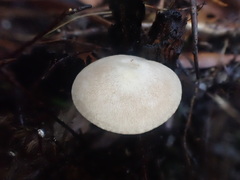 Entoloma albidosimulans