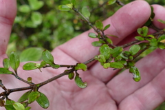 Coprosma colensoi