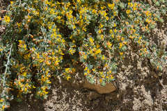 Acmispon argophyllus argophyllus