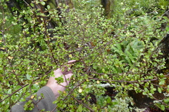 Coprosma colensoi