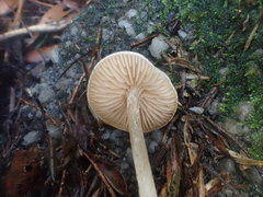 Entoloma albidosimulans