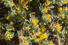 Acmispon argophyllus argophyllus