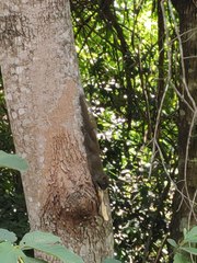 Callosciurus inornatus