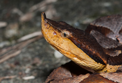 Deinagkistrodon acutus