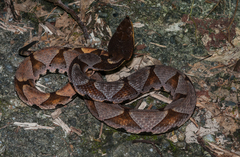 Deinagkistrodon acutus