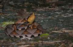 Deinagkistrodon acutus