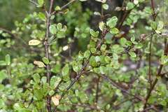 Coprosma colensoi