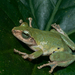 碧眼樹蛙 - Photo 由 Liu JimFood 所上傳的 (c) Liu JimFood，保留部份權利CC BY-NC