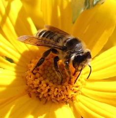 Megachile