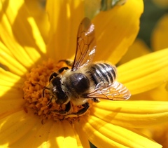 Megachile