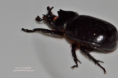 Cyphonistes vallatus
