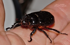 Cyphonistes vallatus