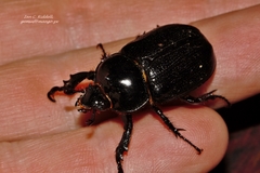 Cyphonistes vallatus