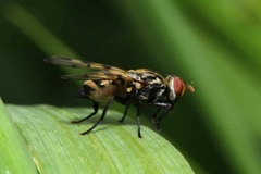 Otites formosa