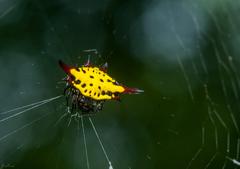Gasteracantha sauteri