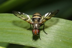 Otites formosa