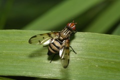 Otites formosa