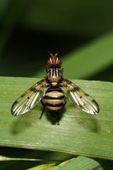 Otites formosa