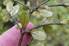 Coprosma colensoi