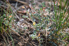 Acmispon argyraeus argyraeus